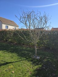 Jardin 2026-03-02 (5)